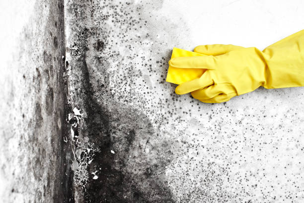 Professional Mold Remediation in Saunders Lake, OR