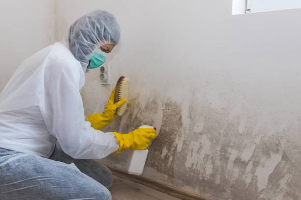 Best Insurance-Related Mold Remediation in Saunders Lake, OR