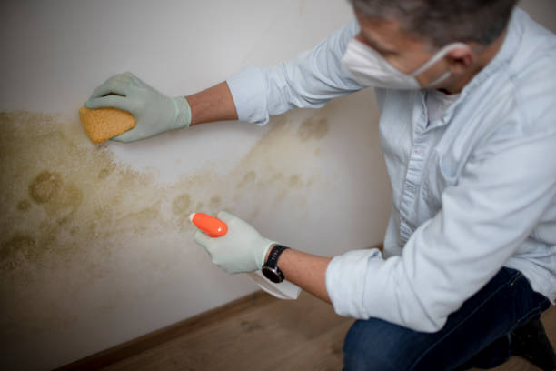 Best White Mold Remediation in Saunders Lake, OR