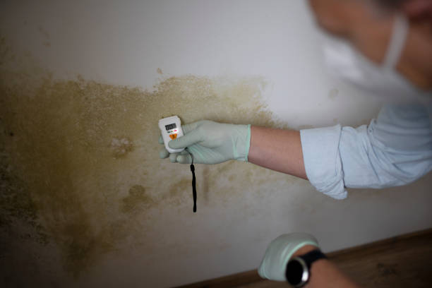 Best Commercial Mold Remediation in Saunders Lake, OR