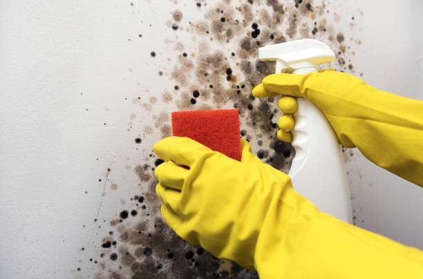 Best Bathroom Mold Remediation in Saunders Lake, OR