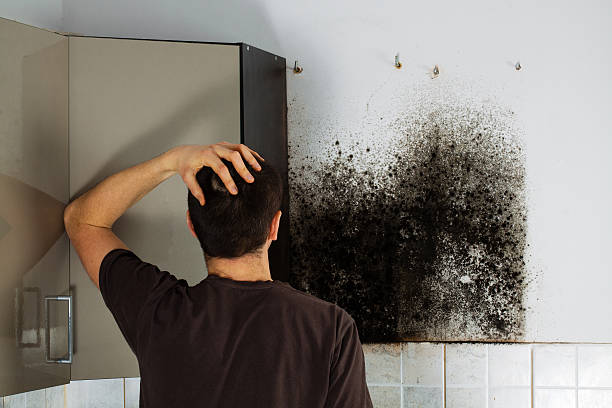 Best Basement Mold Remediation in Saunders Lake, OR
