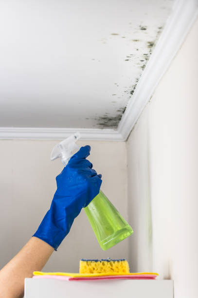 Trusted Saunders Lake, OR Mold Remediation Experts